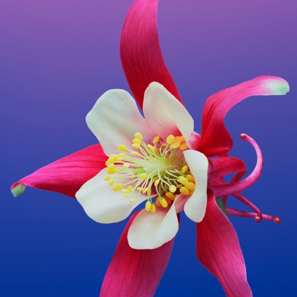 Meet your Posher, Sam - Picture 1 of 1